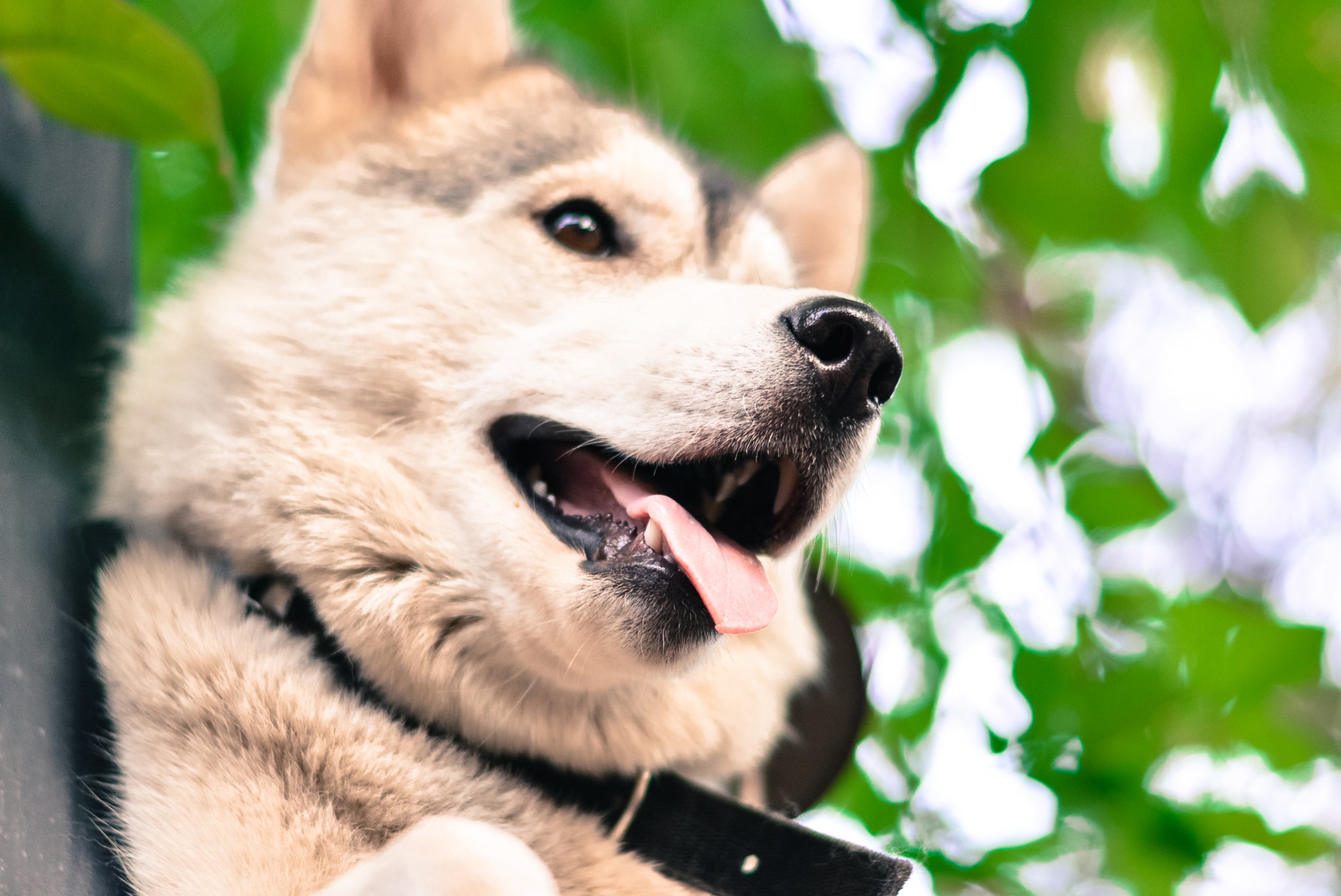 Pet Care: Grooming Your Dog