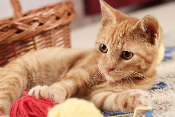 Follow These Steps If Your Pet Has an Anxiety Problem