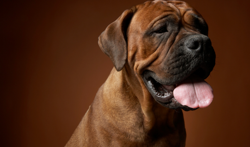 Reasons Your Dog Licks Excessively – And What to Do About It
