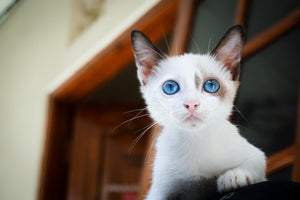 Transitioning Cat Food with Treats