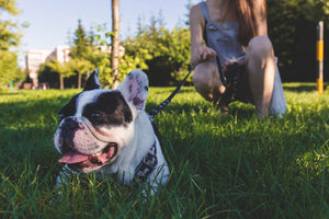 Pros and Cons of Doggy Daycare