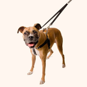Freedom No Pull Harness - 5/8" Wide Xsmall (Chest Size 14 - 20 inches)