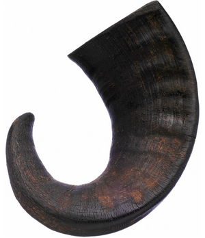 Water Buffalo Horn