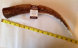 Natural Hound / Wild Chewz Elk Antler Whole - Monster