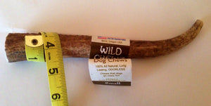 Natural Hound / Wild Chewz Elk Antler Whole - Small